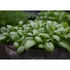 Clearance Nelson Garden Maustebasilika Loki Organic, siemenet