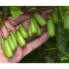 Viheraarni Minikiivi Actinidia kolomikta Vitakola