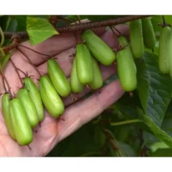 Viheraarni Minikiivi Actinidia kolomikta Vitakola