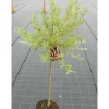 Outlet Viheraarni Mirripaju Salix gracilistyla MT Aso 120