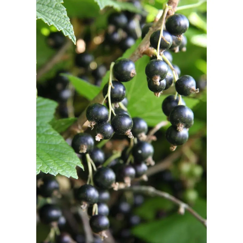 Best Viheraarni Mustaherukka Ribes nigrum Öjebyn