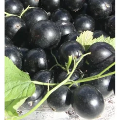 Best Viheraarni Mustaherukka Ribes nigrum Pohjan Jätti