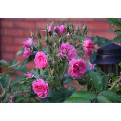 Clearance Viheraarni Neilikkaruusu Rosa Pink Grootendorst