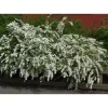 Online Viheraarni Norjanangervo Spiraea Grefsheim