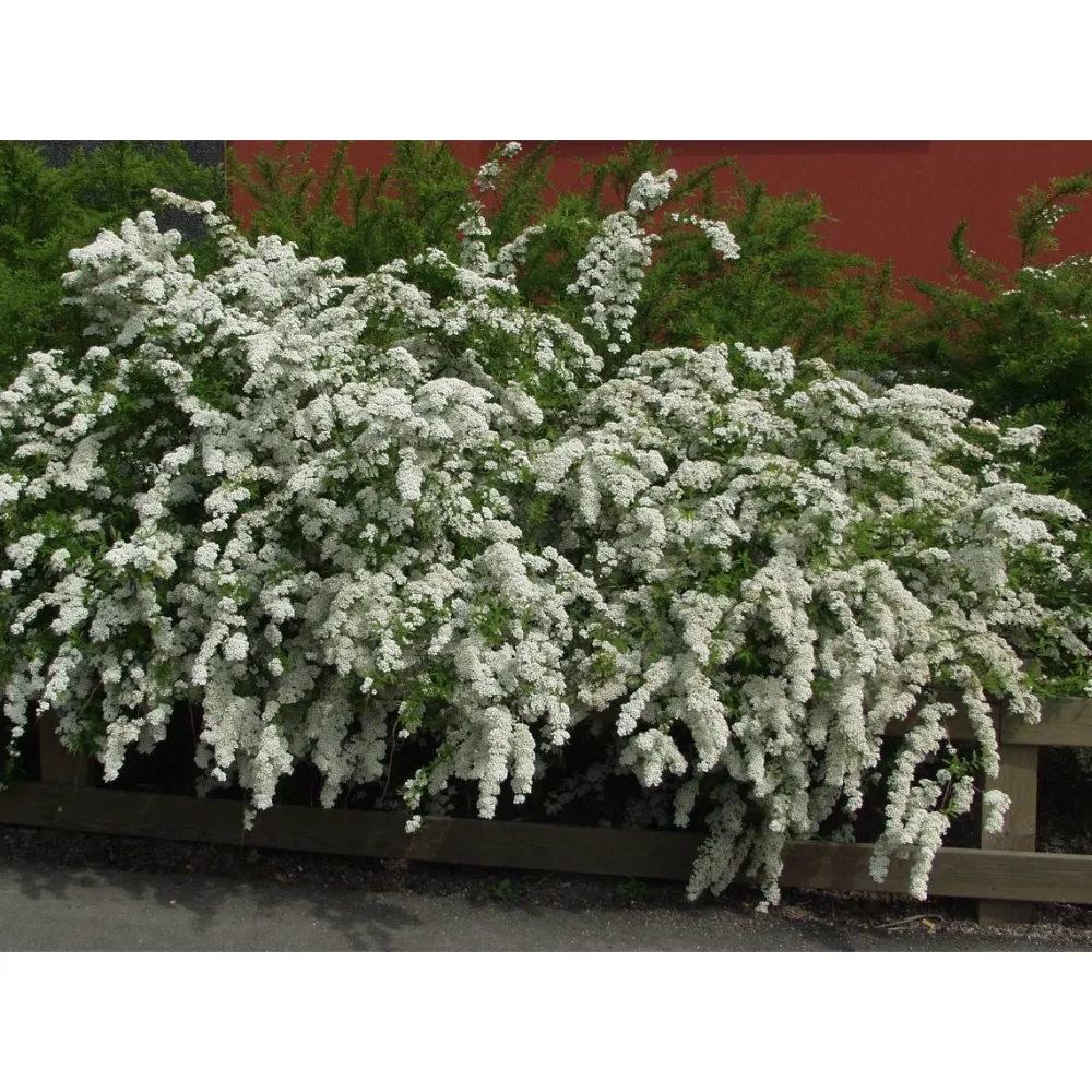 Online Viheraarni Norjanangervo Spiraea Grefsheim