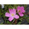 Viheraarni Nukkeruusu Rosa nitida