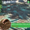 Clearance Turfquick Nurmikon siemenmatto Villa Classic, 40 m²