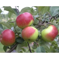Sale Viheraarni Omenapuu Malus domestica Jaspi