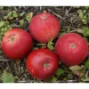 Discount Viheraarni Omenapuu Malus domestica Punaposki