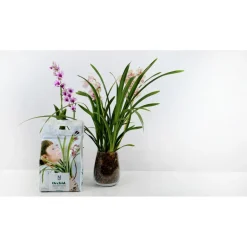 Discount Nelson Garden Orkideamulta