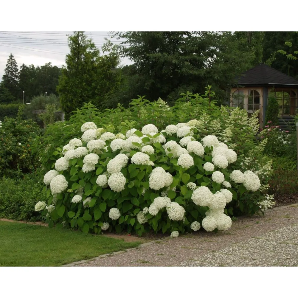 Viheraarni Pallohortensia Hydrangea arborescens Annabelle