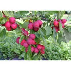 Viheraarni Paratiisiomenapuu Malus Dolgo 150-200