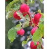 New Viheraarni Paratiisiomenapuu Malus Rescue 150-200