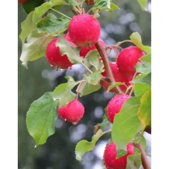 New Viheraarni Paratiisiomenapuu Malus Rescue 150-200
