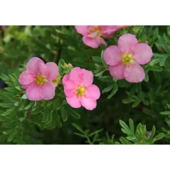Discount Viheraarni Pensashanhikki Dasiphora fr. Lovely Pink