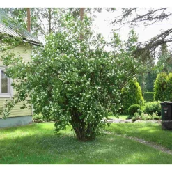 Discount Viheraarni Pihajasmike Philadelphus coronarius