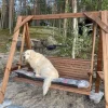 Clearance Tammiston puu Pihakeinu Salla Lux N130R ruskea