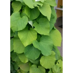 Sale Viheraarni Piippuköynnös Aristolochia macrophylla