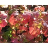 Best Viheraarni Pikkuherukka Ribes glandulosum Lamoherukka