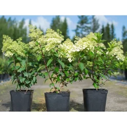 New Viheraarni Pikkuhortensia Hydrangea paniculata Bobo