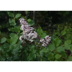 Outlet Viheraarni Pikkusyreeni Syringa meyeri Palibin