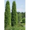 Sale Viheraarni Pilarikataja Juniperus Communis Pyramidalis 100-120