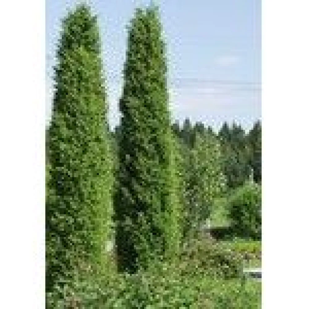 Sale Viheraarni Pilarikataja Juniperus Communis Pyramidalis 100-120