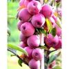 Clearance Viheraarni Pilariomenapuu Malus Elina