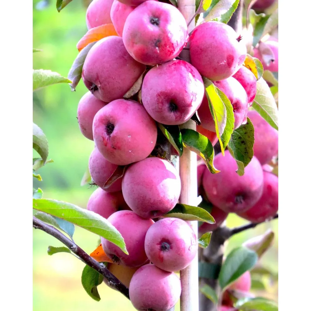 Clearance Viheraarni Pilariomenapuu Malus Elina