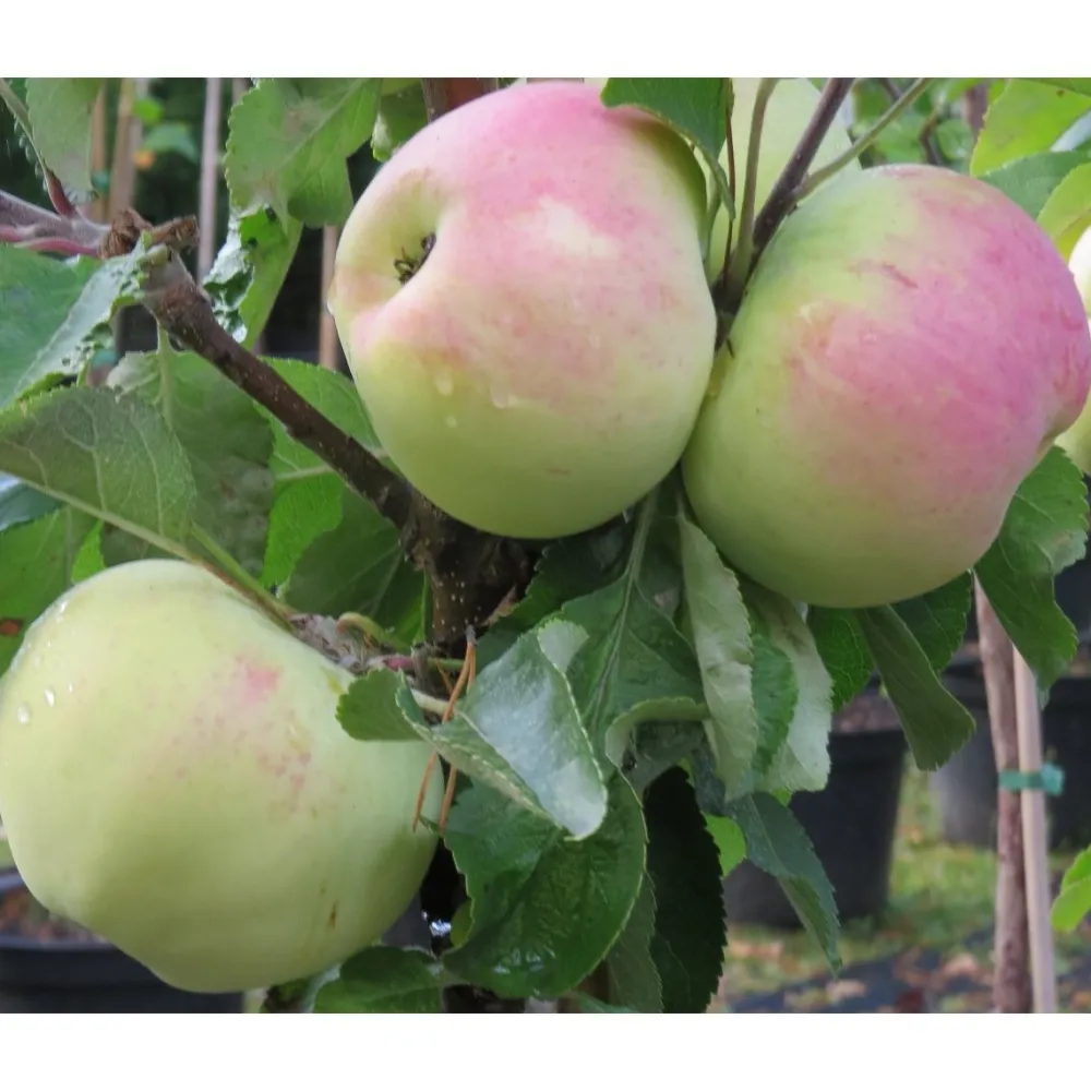 Viheraarni Pilariomenapuu Malus Medoc