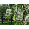 Viheraarni Pilvikirsikka Prunus pensylvanica 150-200