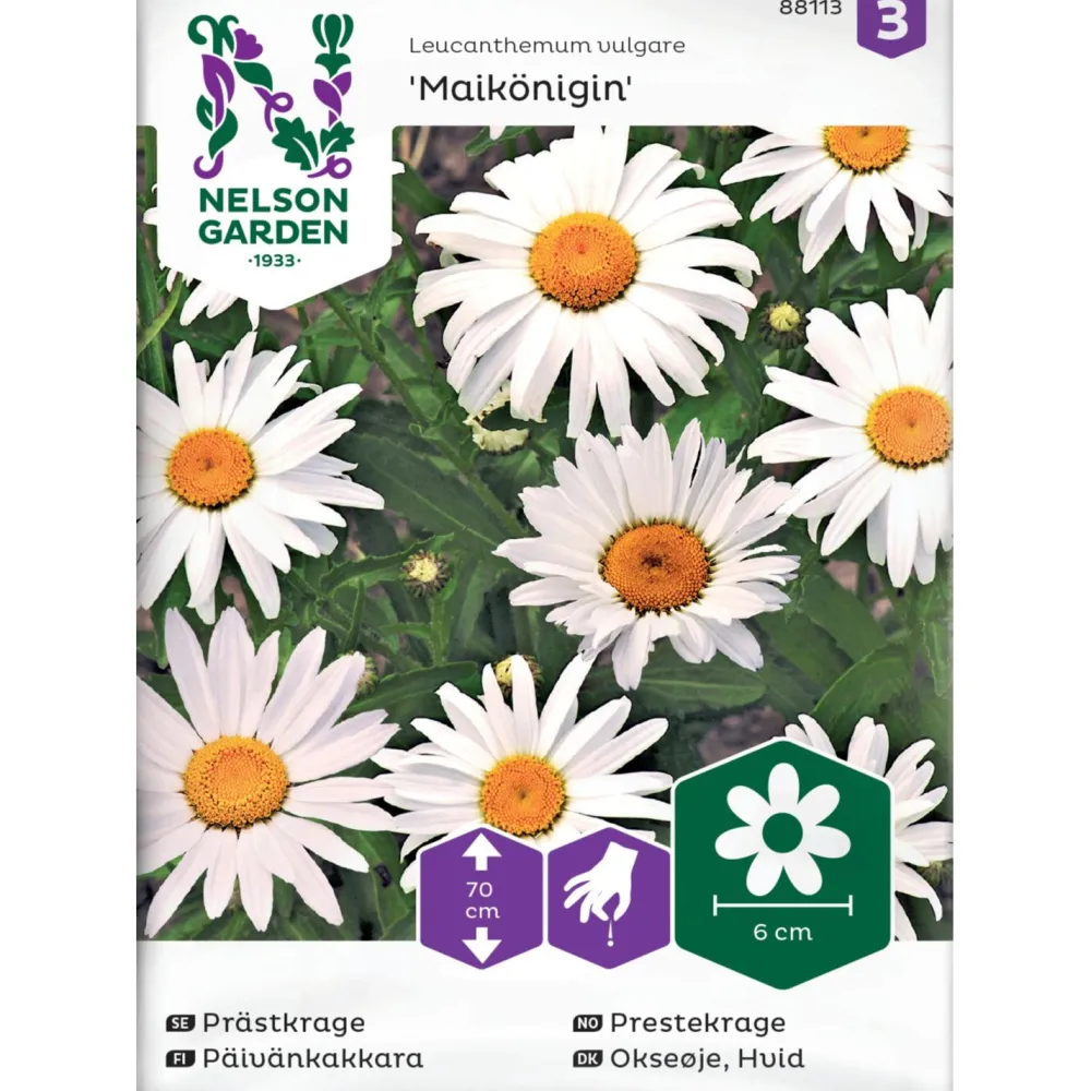 Nelson Garden Päivänkakkara Maikönigin, siemenet