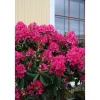 Viheraarni Puistoalppiruusu Rhododendron Nova Zembla 30-40