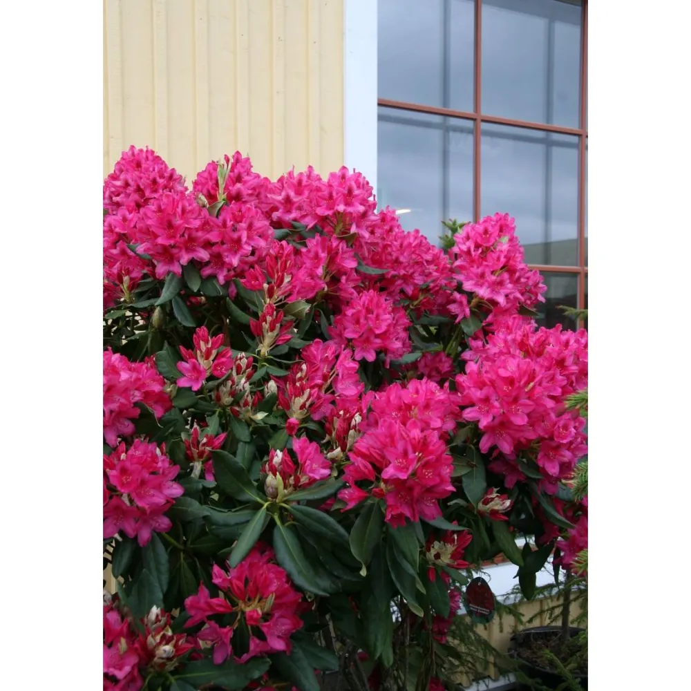 Viheraarni Puistoalppiruusu Rhododendron Nova Zembla 30-40