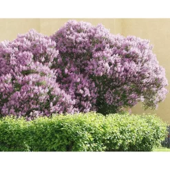 Online Viheraarni Puistosyreeni Syringa x henryi