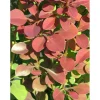 Viheraarni Purppurahappomarja Berberis thunbergii Atropurpurea