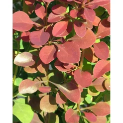 Viheraarni Purppurahappomarja Berberis thunbergii Atropurpurea