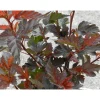 Sale Viheraarni Purppuraheisiangervo Physocarpus opulifolius Diabolo