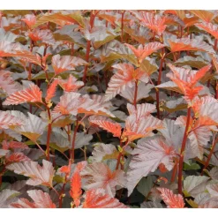 Discount Viheraarni Purppuraheisiangervo Physocarpus opulifolius Lady in Red