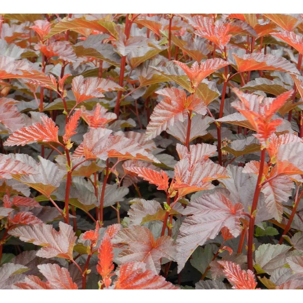 Discount Viheraarni Purppuraheisiangervo Physocarpus opulifolius Lady in Red