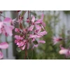 Best Viheraarni Purppuraomenapuu Malus Royal Beauty 150