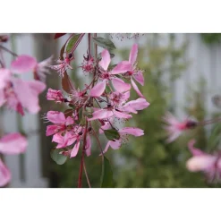 Best Viheraarni Purppuraomenapuu Malus Royal Beauty 150