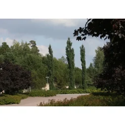 Clearance Viheraarni Pylväshaapa Populus tremula Erecta 150-200