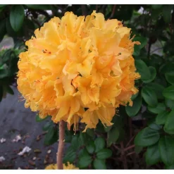 New Viheraarni Revontuliatsalea Rhododendron Golden Lights 30-40
