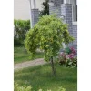 Clearance Viheraarni Riippahernepuu Caragana arborescens Pendula 120