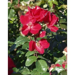 Outlet Viheraarni Robusta-ruusu Rosa