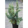 Viheraarni Rohtokataja Juniperus sq. Blue Compact 30-40