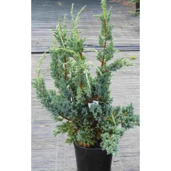 Viheraarni Rohtokataja Juniperus sq. Blue Compact 30-40