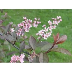 New Viheraarni Rusotuomi Prunus Virginiana Schubert 150-200
