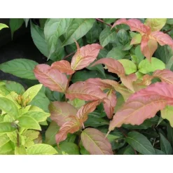 Hot Viheraarni Rusovuohenkuusama Diervilla sessifolia